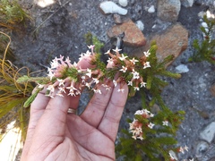 Erica walkeria