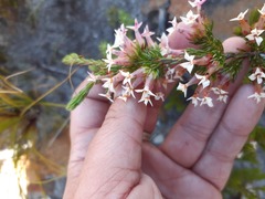 Erica walkeria