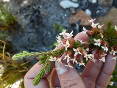 Erica walkeria