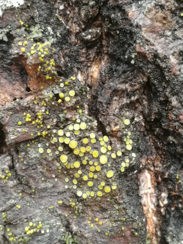 Representative image of Athallia cerinelloides