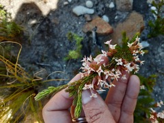 Erica walkeria