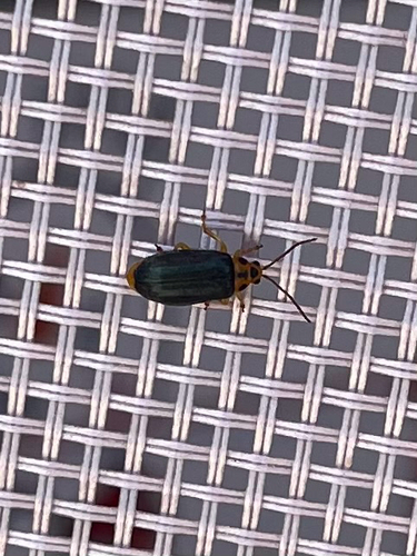 Xanthogaleruca aenescens