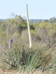 Xanthorrhoea caespitosa
