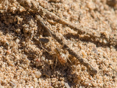 Megalepthyphantes nebulosus