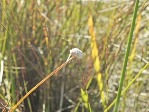 Eriocaulon australe (Eriocaulon australe)