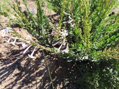 Freylinia longiflora
