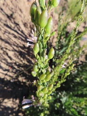 Freylinia longiflora