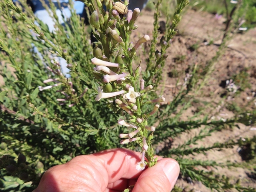 Image of Freylinia brevistyla by (c) linkie, some rights reserved (CC BY)