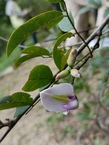 Callerya nitida, photograph 1