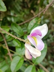 Callerya nitida, photograph (c) Yinling Chen, some rights reserved (CC BY)
