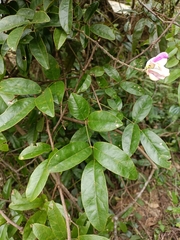 Callerya nitida, photograph (c) Yinling Chen, some rights reserved (CC BY)