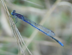 Enallagma semicirculare