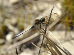 Orthetrum rubens