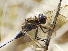 Orthetrum rubens