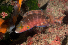 Symphodus mediterraneus