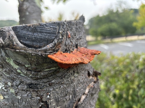 Trametes coccinea