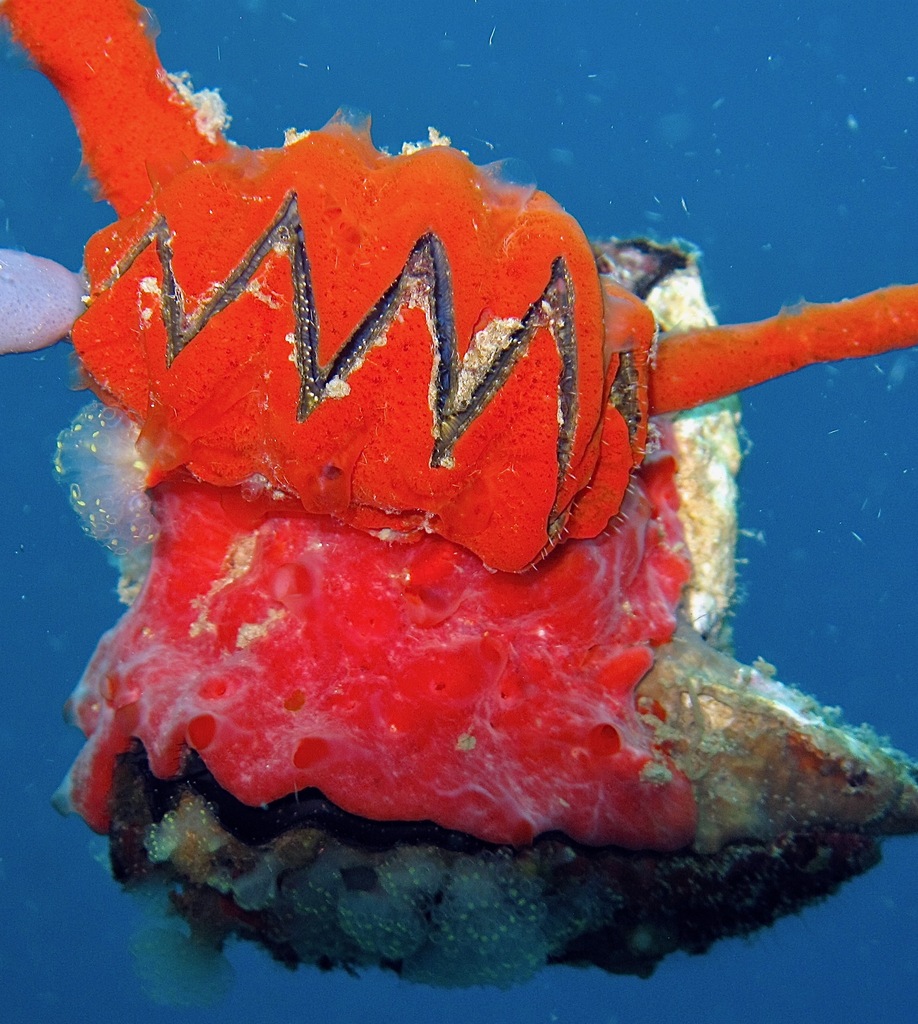 cock's comb oyster