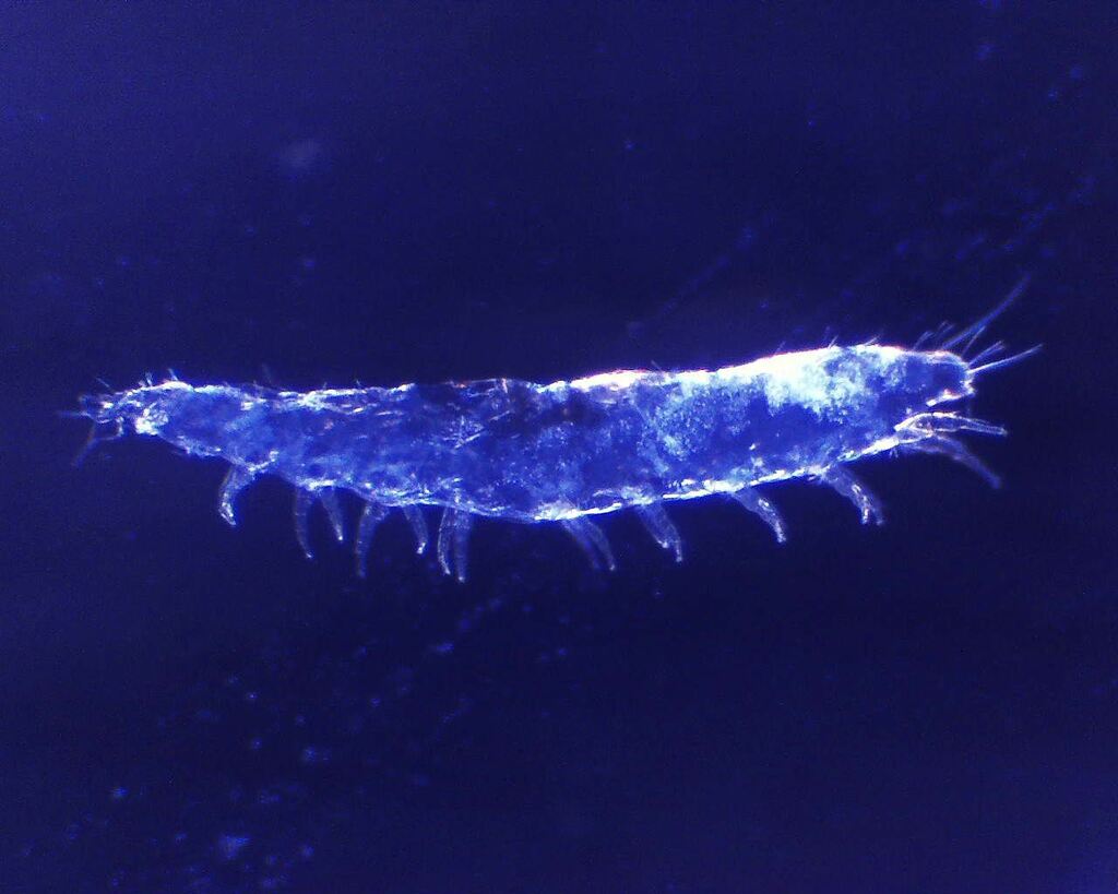 Allopauropus elegantulus