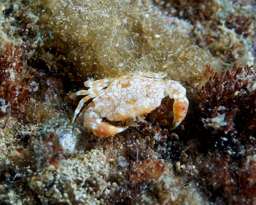 Lophozozymus pulchellus observed 2025-08-23