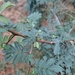 Acacia persiciflora