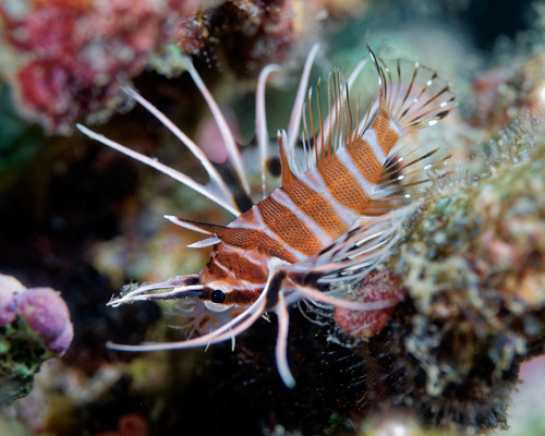 Pterois sphex observed 2025-08-23