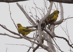 Polytelis anthopeplus