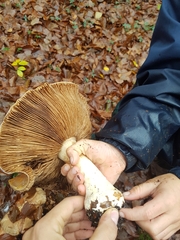 Cortinarius praestans