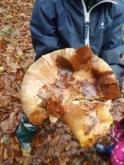 Cortinarius praestans