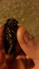 Polyphaga aegyptiaca
