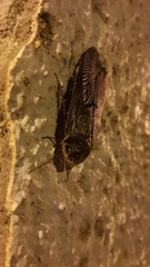 Polyphaga aegyptiaca
