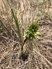 Orthochilus foliosus