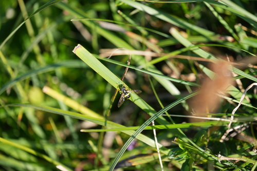 two-banded wasp hoverfly, Kirchdorf, Österreich, photo 7 of 10