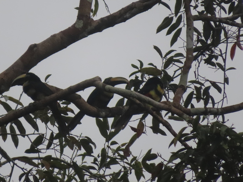 Many-banded Aracari (Pteroglossus pluricinctus), photo 5