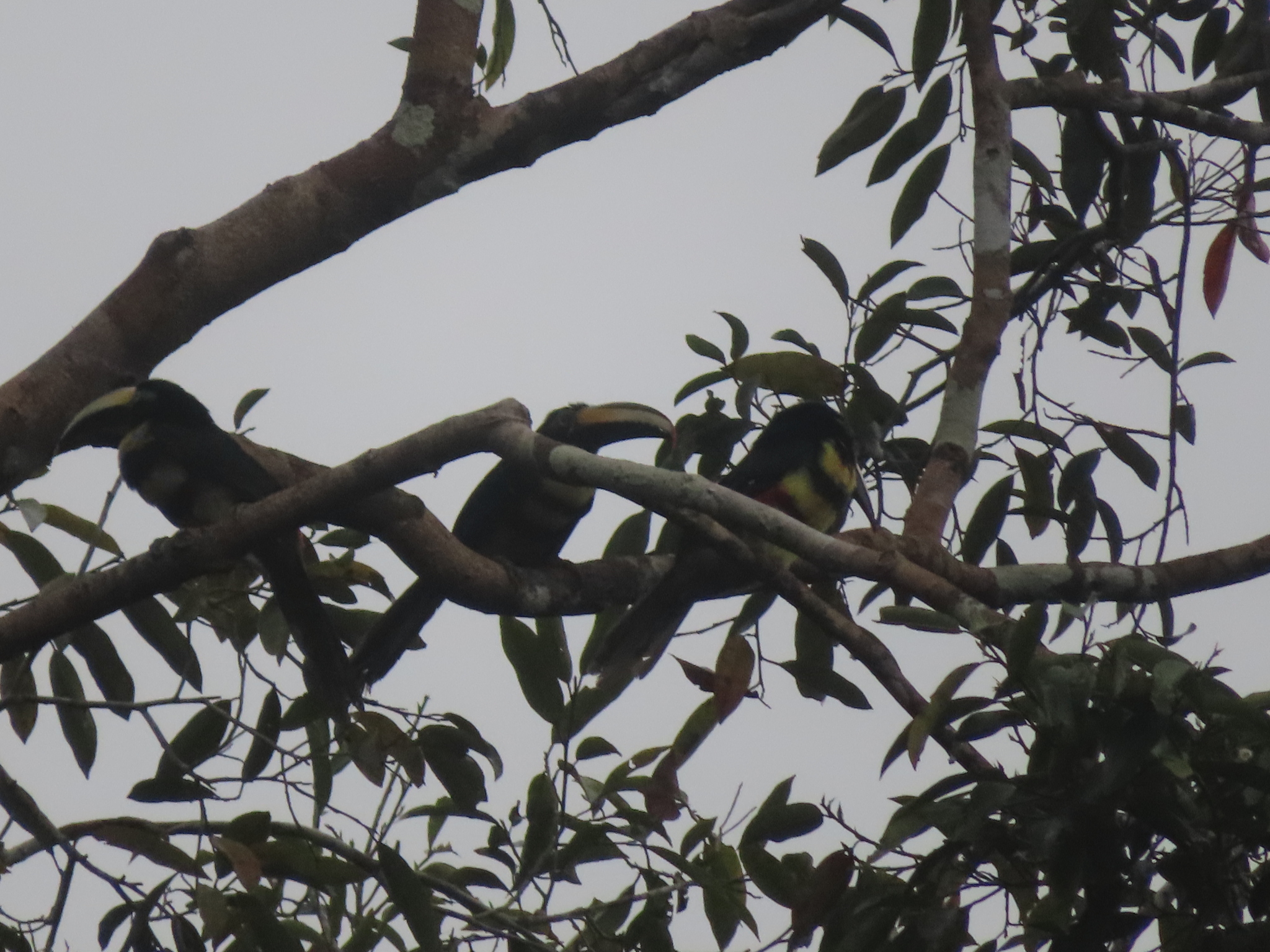 Many-banded Aracari (Pteroglossus pluricinctus), photo 5