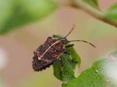 Oncocoris geniculatus