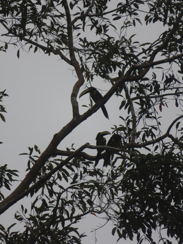 Many-banded Aracari (Pteroglossus pluricinctus), photo 6