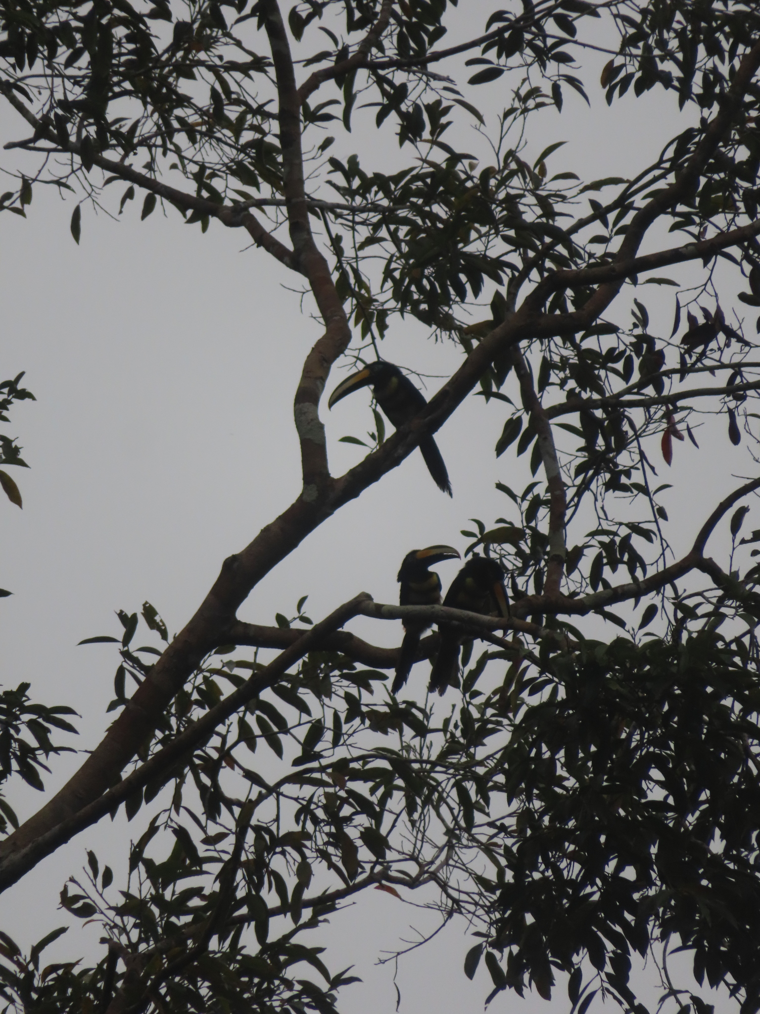 Many-banded Aracari (Pteroglossus pluricinctus), photo 6