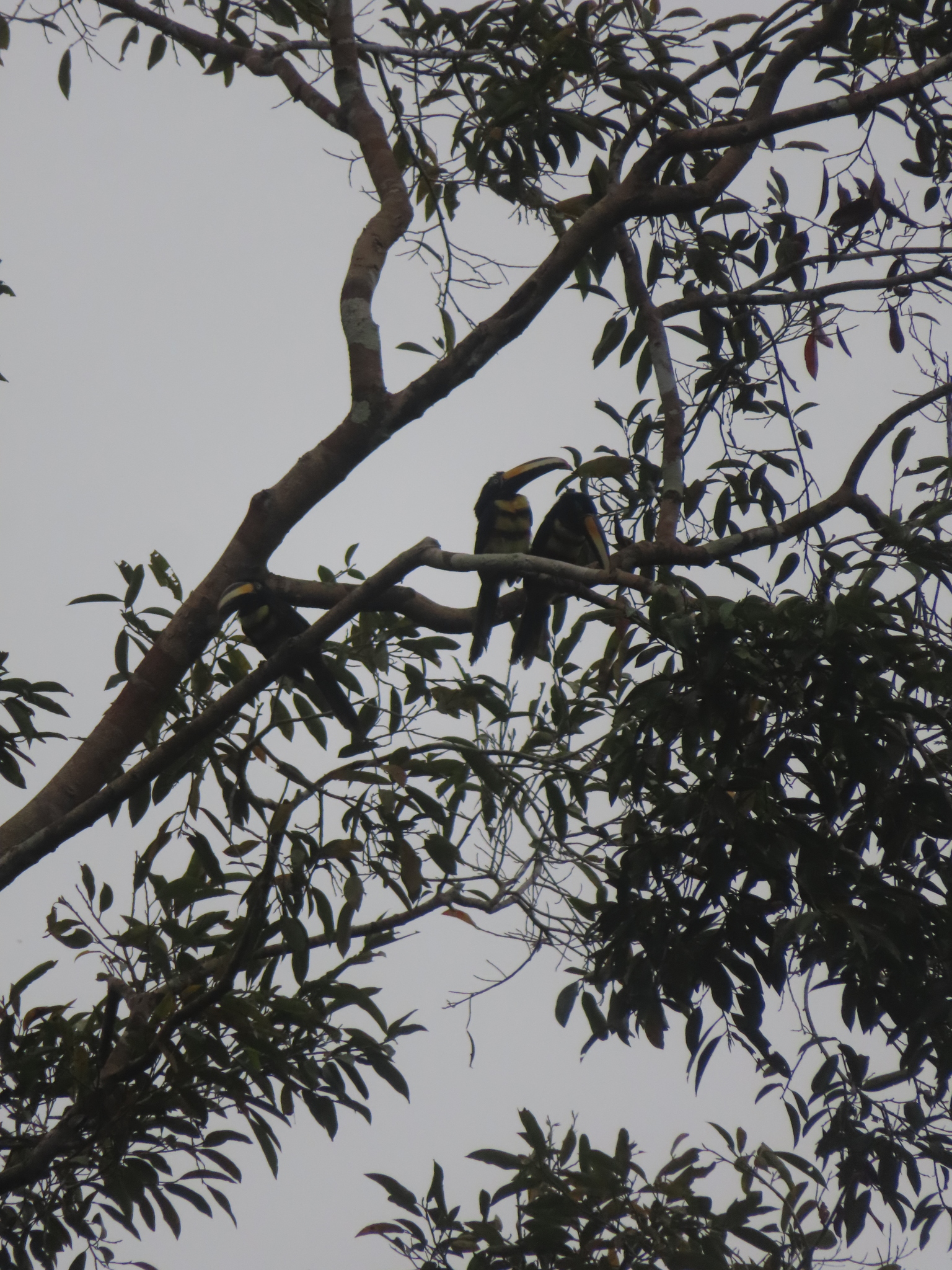 Many-banded Aracari (Pteroglossus pluricinctus), photo 7