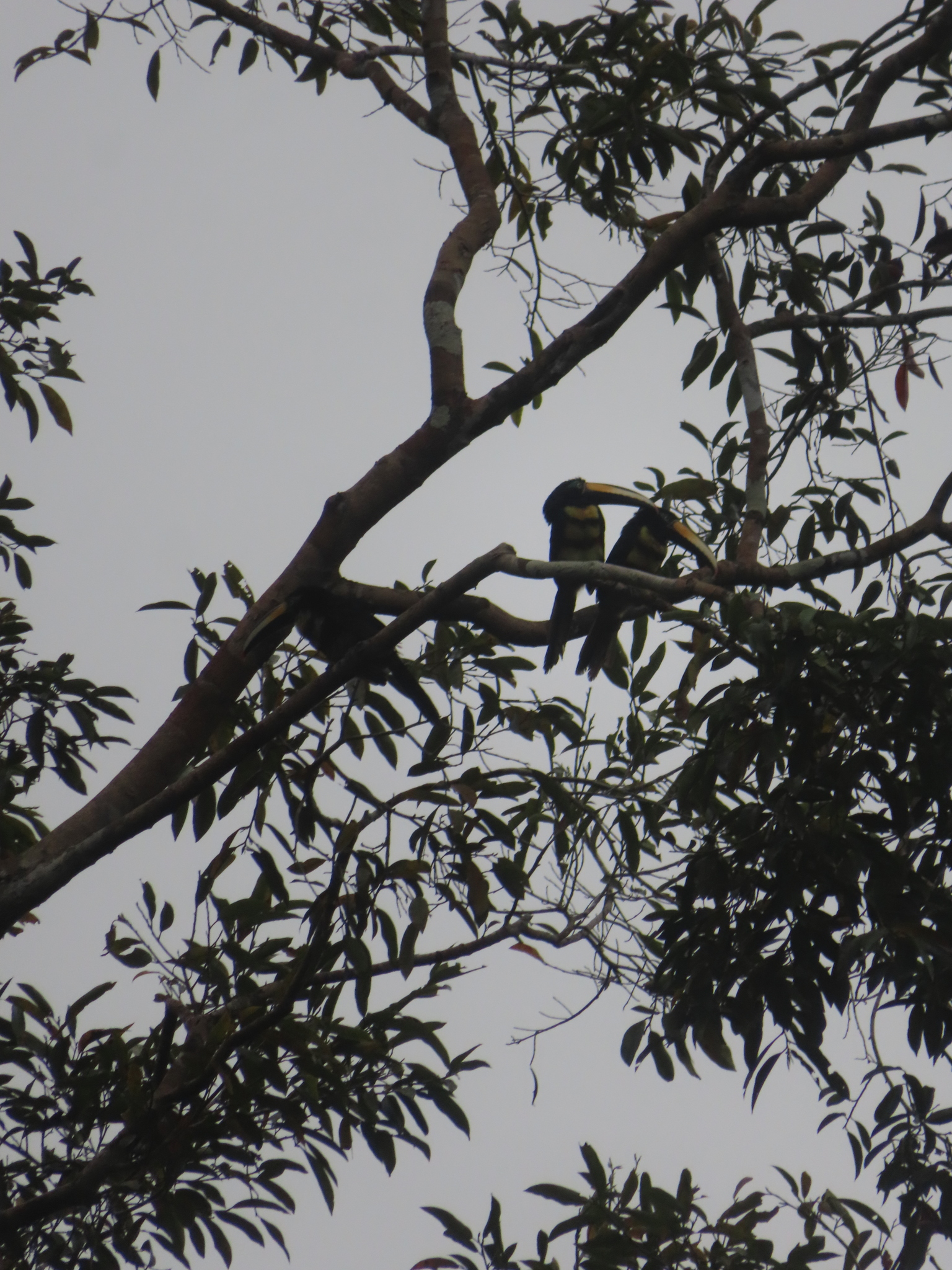 Many-banded Aracari (Pteroglossus pluricinctus), photo 8