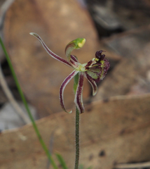 Caladenia barbarossa