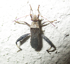 Heegeria tangirica
