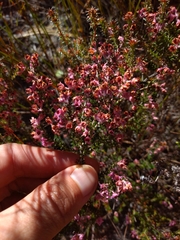 Erica adnata