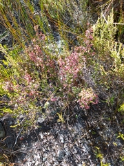 Erica adnata