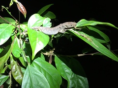 Tropidophorus beccarii