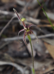 Caladenia barbarossa