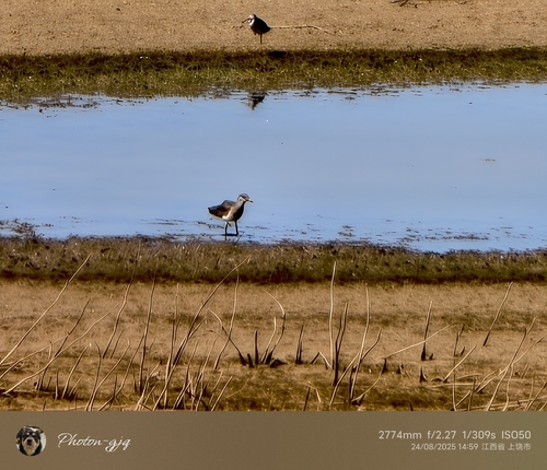 Grey-headed Lapwing