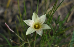 Romulea longipes