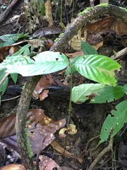 Dipterocarpaceae