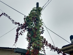 Humulus lupulus
