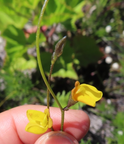 Image of Lebeckia wrightii by (c) linkie, some rights reserved (CC BY)